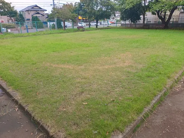 芝生