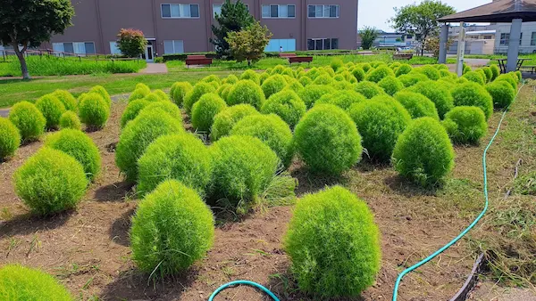 東石川第２公園の中にあるコキアの葉