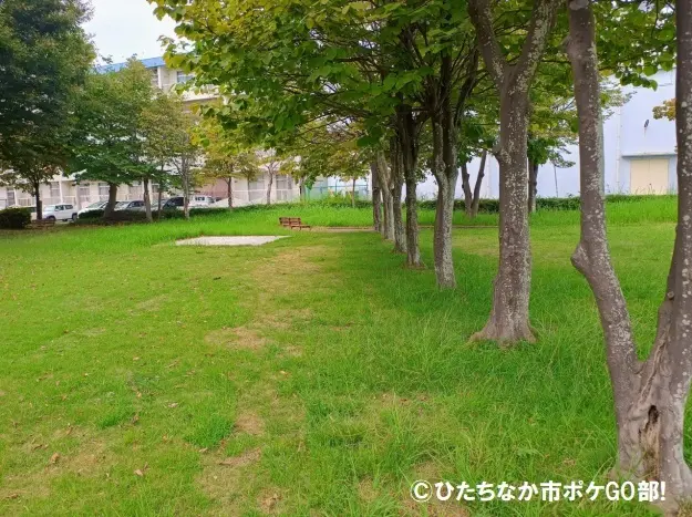 木が並んでいる広場