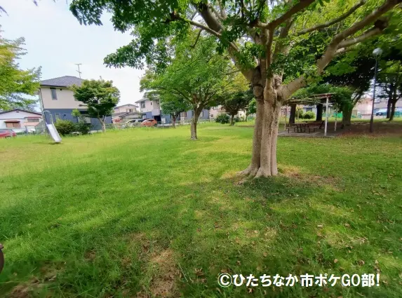 公園の広場と木