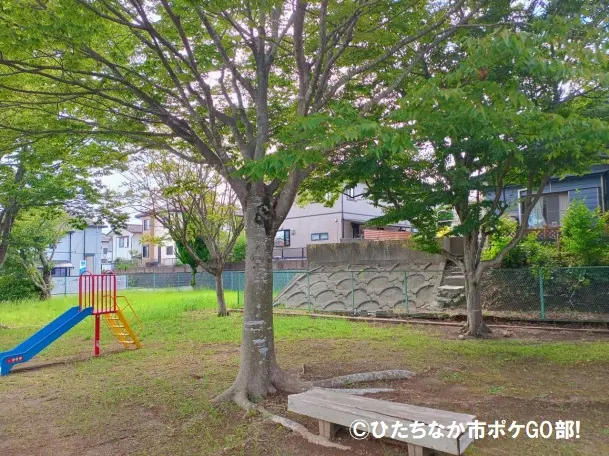 公園の木