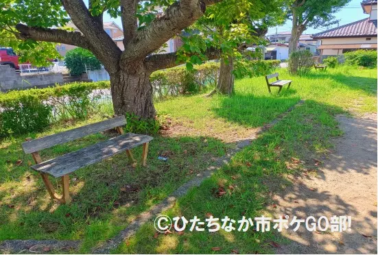 公園の木かげ