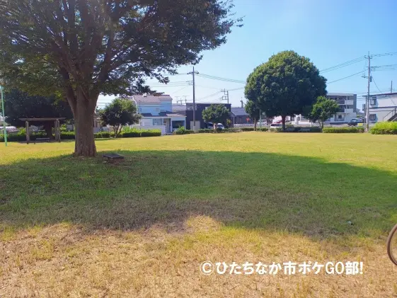 芝生