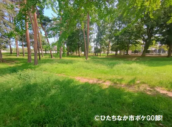 草木と遊歩道