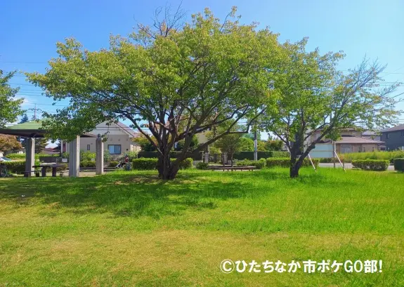 公園の木