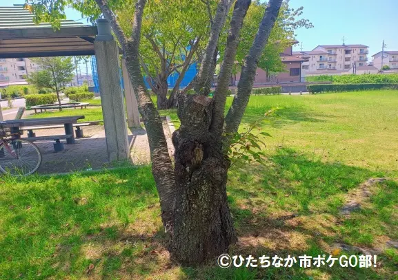 公園の木