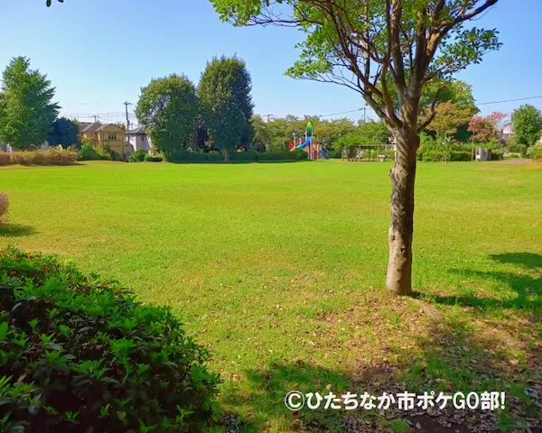 芝生
