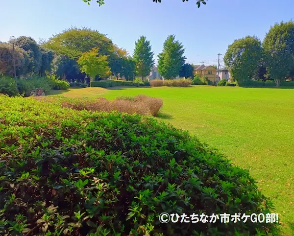 芝生