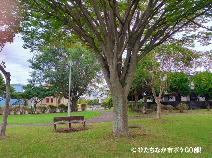 公園広場の木