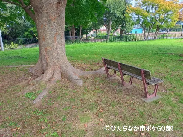 木のそばのベンチ