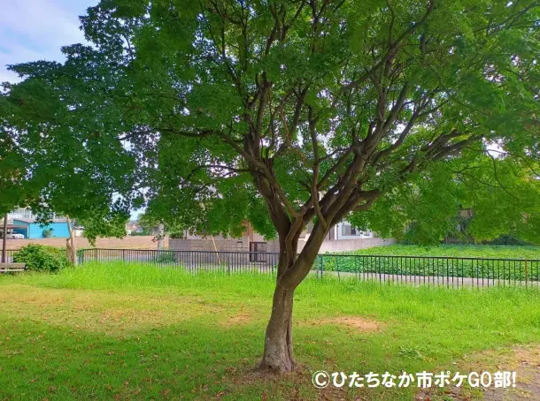 公園の木