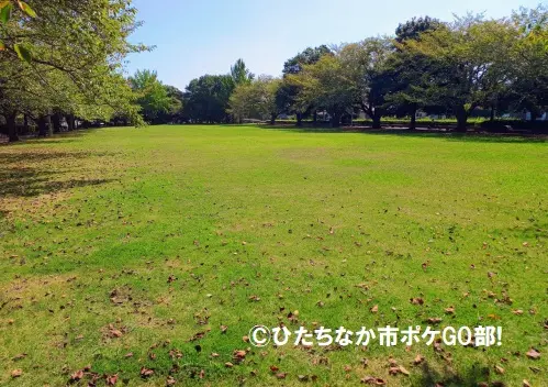 芝生