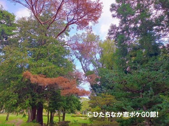 木々