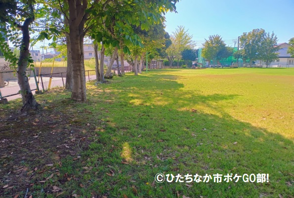 芝生(木陰)