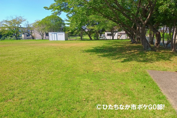 芝生