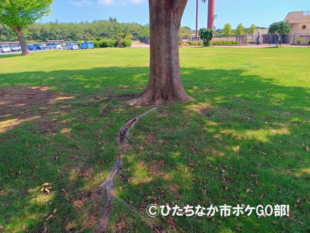 広場の木